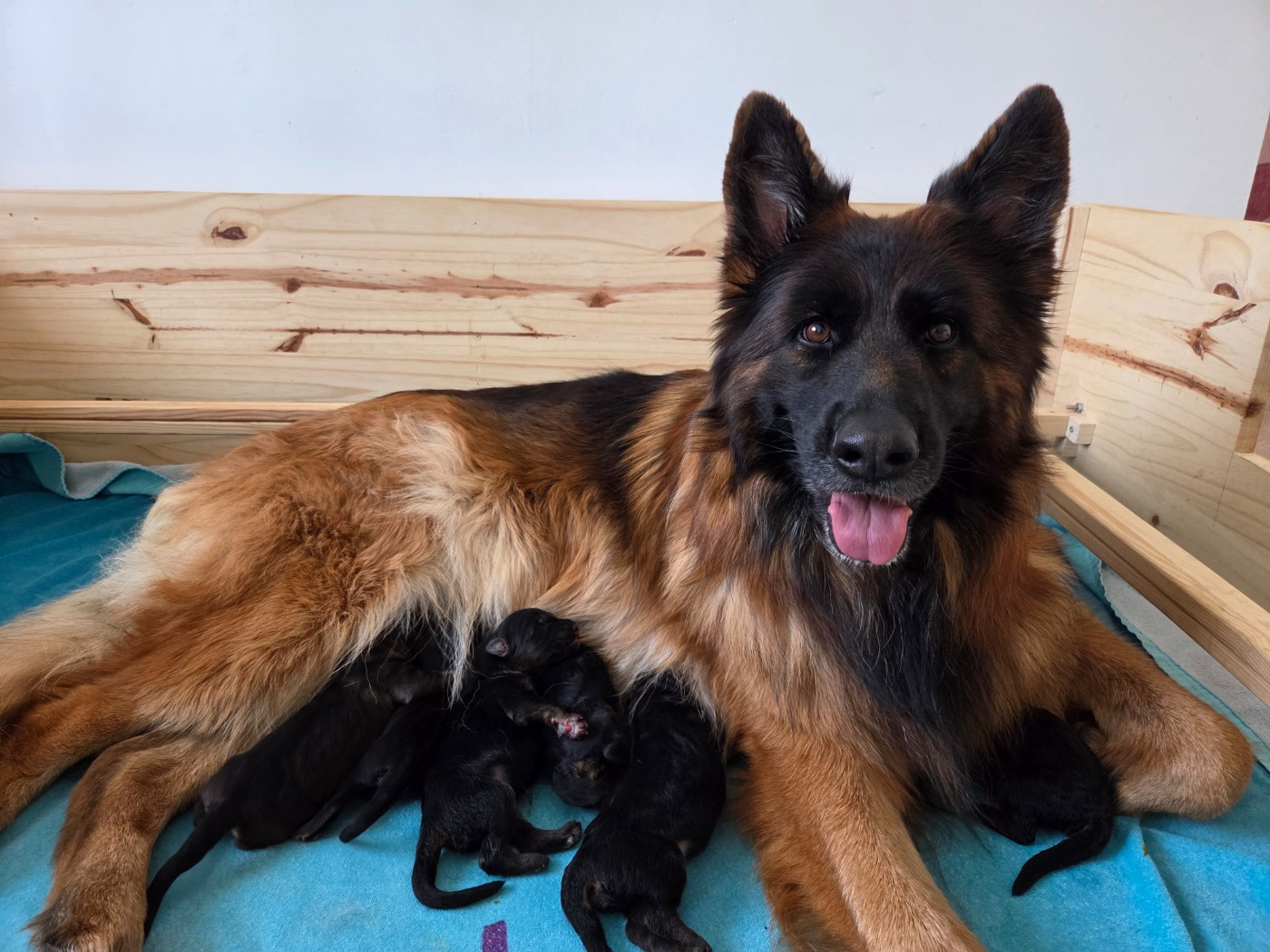 Faire-part de naissance