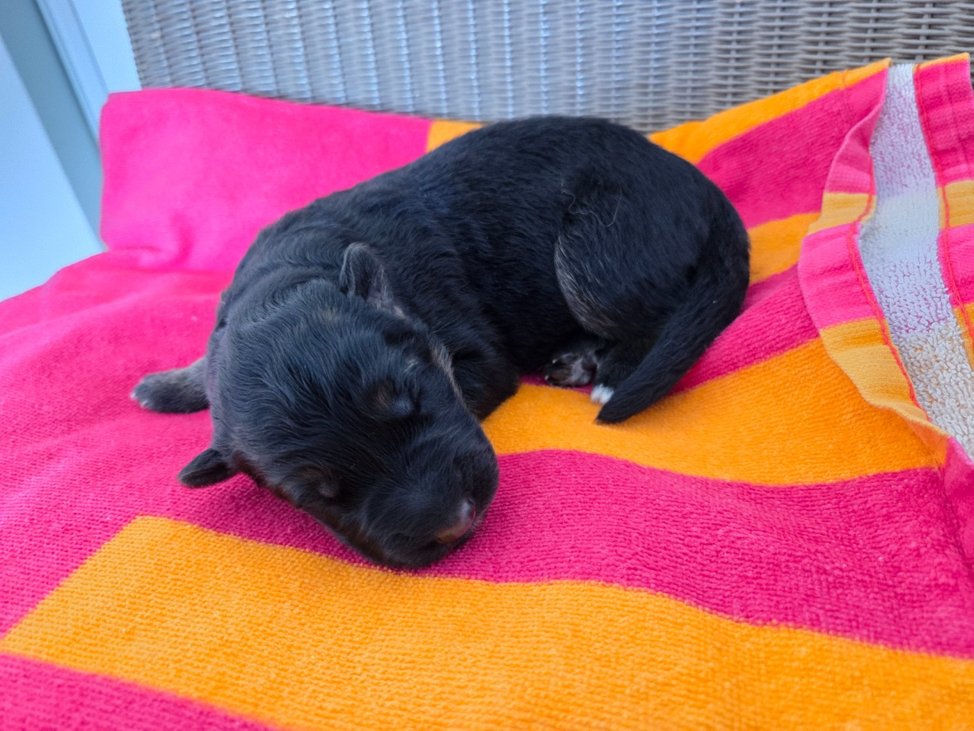 Des Monts Des Highlands - Chiots disponibles - Berger Allemand Poil Long