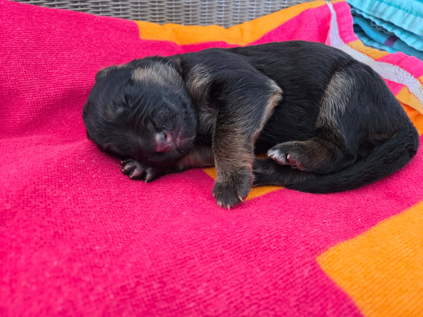 Des Monts Des Highlands - Chiots disponibles - Berger Allemand Poil Long