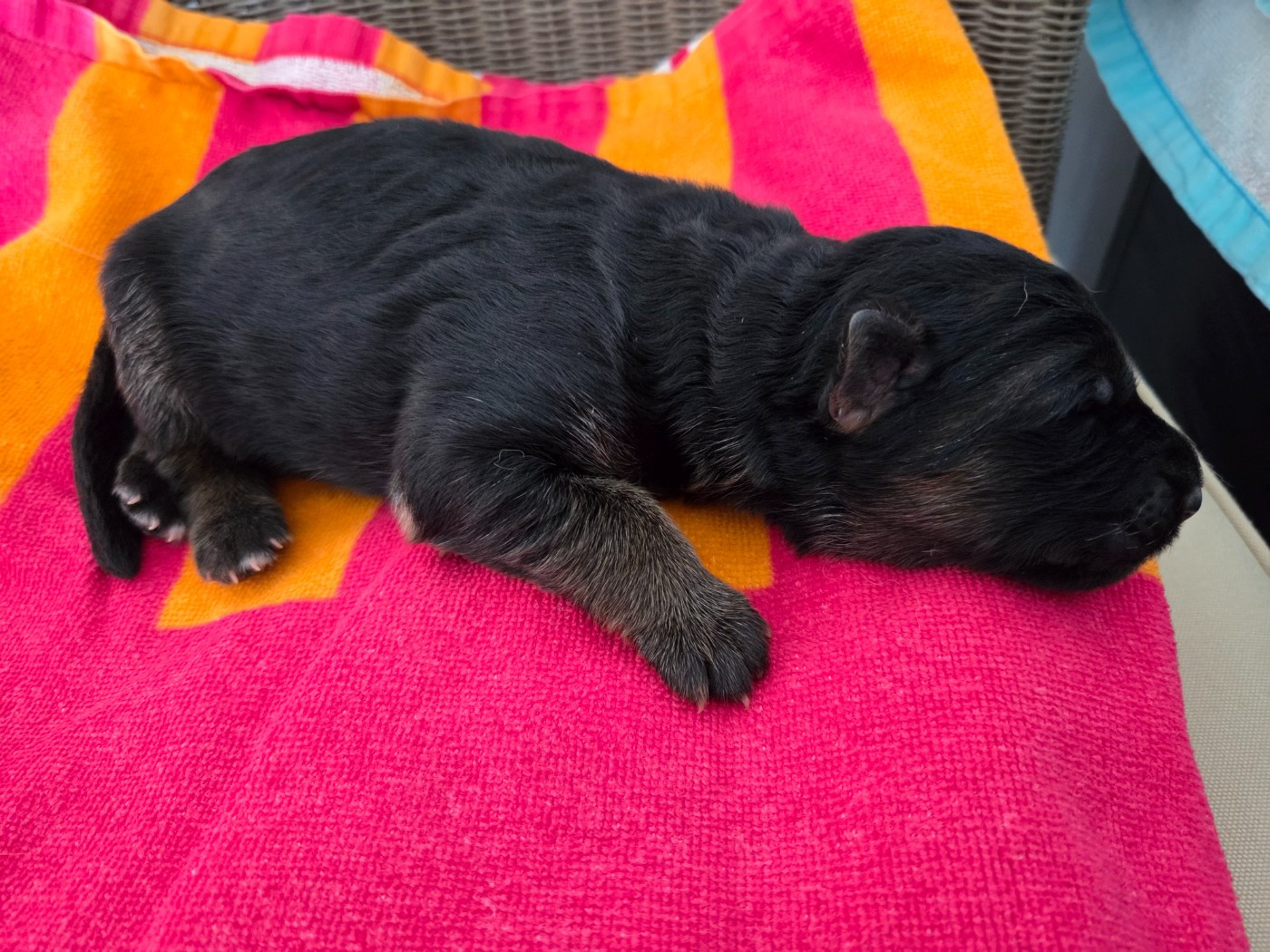 Des Monts Des Highlands - Chiots disponibles - Berger Allemand Poil Long