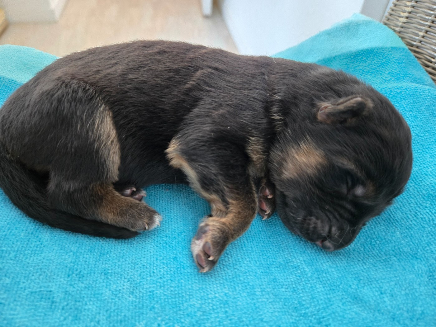 Des Monts Des Highlands - Chiots disponibles - Berger Allemand Poil Long