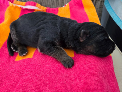 CHIOT 3 (N)