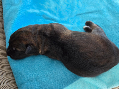 CHIOT 4 (P)