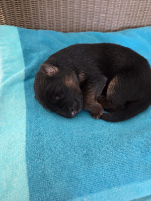 CHIOT 5 (E)